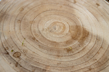 A close up of a wooden tree trunk