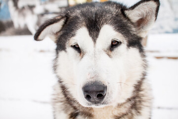 Portrait of a beautiful northern dog of the husky breed.