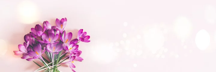 Foto op Canvas Creatief lay-outpatroon gemaakt met lentekrokus bloemen op roze achtergrond. Platliggend, bannerformaat. Lente minimaal concept. © manuta