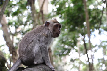 Naklejka na ściany i meble Long tailed macaque chilling and and enjoying the weather in monkey forest, ubud, Bali, Indonesia