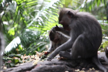 Naklejka na ściany i meble Long tailed macaque eating, feeding, monkey forest, ubud, Bali, Indonesia