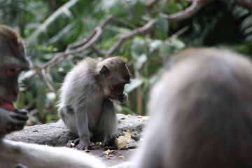 Long tailed macaque eating, feeding, monkey forest, ubud, Bali, Indonesia