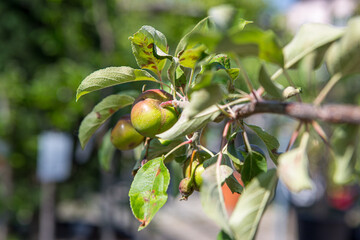 Apfelbaum mit Früchten