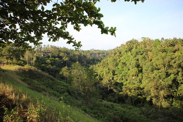 Panoramic view of balinese jungle from hilltop, Bali, Indonesia