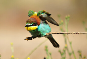 un precioso abejaruco de colores en una rama de un arbol