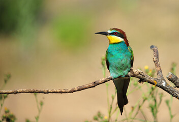 un precioso abejaruco de colores en una rama de un arbol