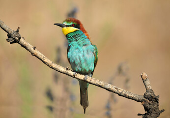 un precioso abejaruco de colores en una rama de un arbol