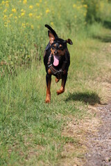 German Pinscher; Deutscher Pinscher