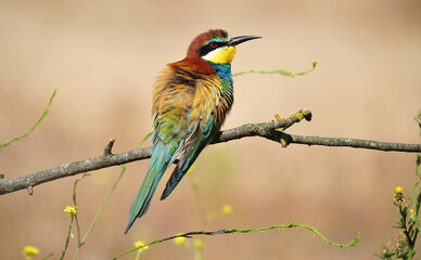 un precioso abejaruco de colores en una rama de un arbol