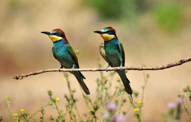 un precioso abejaruco de colores en una rama de un arbol