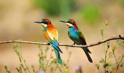 un precioso abejaruco de colores en una rama de un arbol