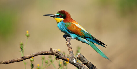 un precioso abejaruco de colores en una rama de un arbol