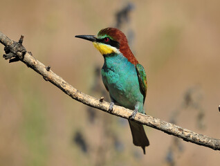 un precioso abejaruco de colores en una rama de un arbol