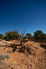 dead tree in the desert landscape of the southwest
