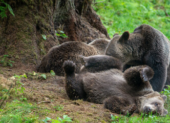 Naklejka na ściany i meble Brown Bears Lazing About at Anan Creek, Alaska