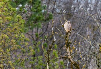 Portrait of wild kestrel in it's natural environment