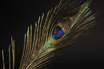 Peacock feather isolated on a black background