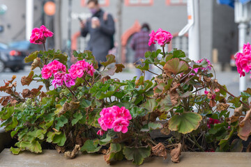 Fototapeta na wymiar Flowers in Jena