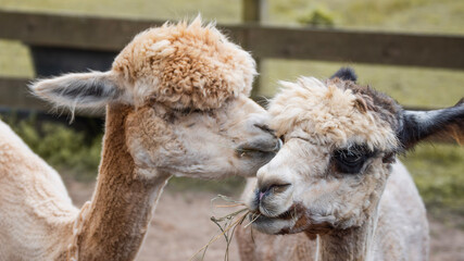 close up of a llama © Quinn