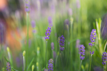 Obraz premium Lavendel