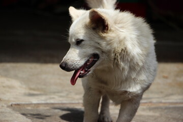 Obraz premium stray dog living in a buddhist temple, Bali, Indonesia