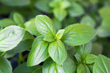 Basilikum