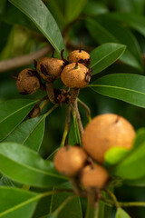 Fototapeta premium chickoo sapodilla fruits ripe on tree with green leafs in sunlight