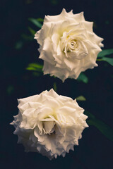 White Rose