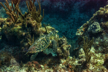 Naklejka na ściany i meble Overhead view of a Green turle cruising in the waters of Little Cayman