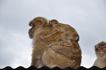 Mother monkey carries cute ape baby on its back. Furry Barbary macaque apes on rooftop in...