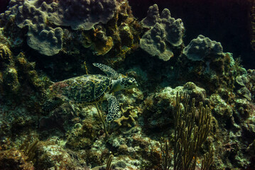 Side view of a Green turle cruising in the waters of Little Cayman