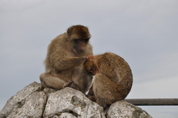 Two monkeys grooming each other. Furry Barbary macaque apes sitting on rock cliff in Gibraltar....