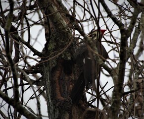 Pleated woodpecker  making home