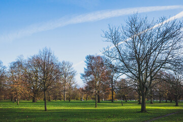 Trees and landscape in Hyde Park, London, UK