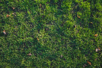 Background texture of grass with leaves