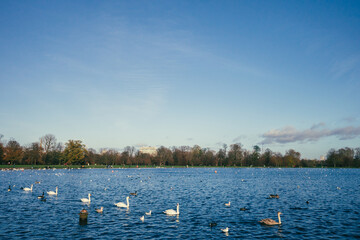 Fototapeta na wymiar Birds and landscape of Hyde Park in London, UK