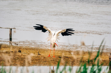 White stork on riverbank