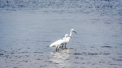 Pair of Little egrets