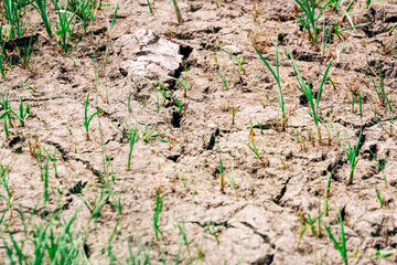 New life on dry soil