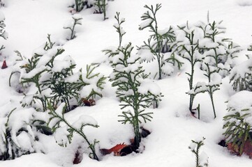 Fan Club Moss in the winter with snow