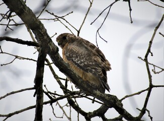 Predator hawk bird 