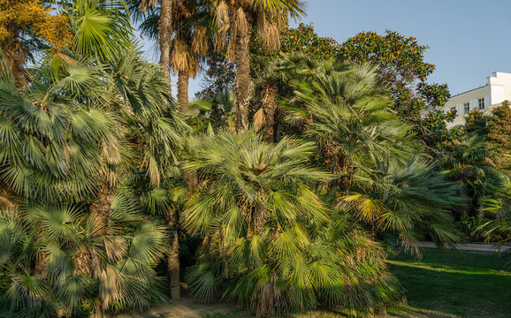 Beautiful palm tree Chamaerops humilis, European fan or Mediterranean dwarf palm in Sochi.