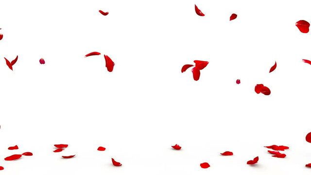 Red rose petals fly from both sides and fall to the floor. 4K video quality. Isolated white background