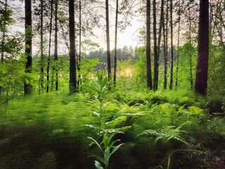  forest in green ferns at sunset