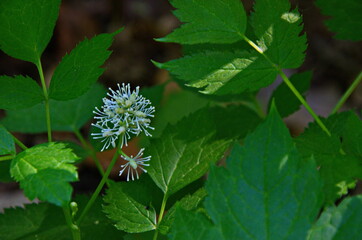 Eurasian baneberry with flower, Actaea spicata.Eurasian baneberry (Actaea spicata) blooming in the forest.