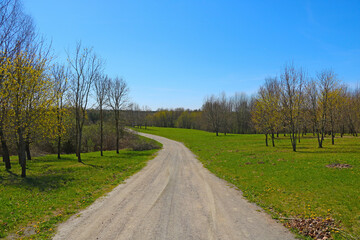 View of a country road lined with trees and green grass.