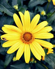 Obraz premium Yellow flower with fly in the garden close-up