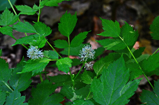 Eurasian baneberry with flower, Actaea spicata.Eurasian baneberry (Actaea spicata) blooming in the forest.