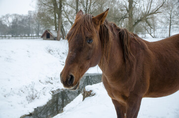 Portrait of horse on white winter iced snowy background isolated