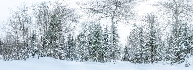 Winter Forest